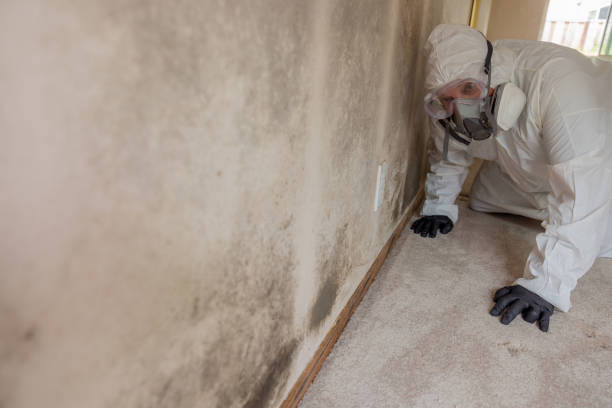 Best Mold Removal for HVAC Installations  in Redwater, TX